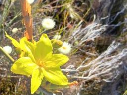 Bobartia indica flower and fruit